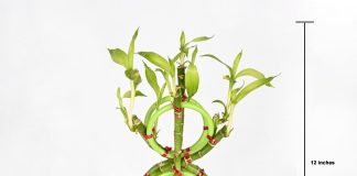 Spiral Bamboo Plant